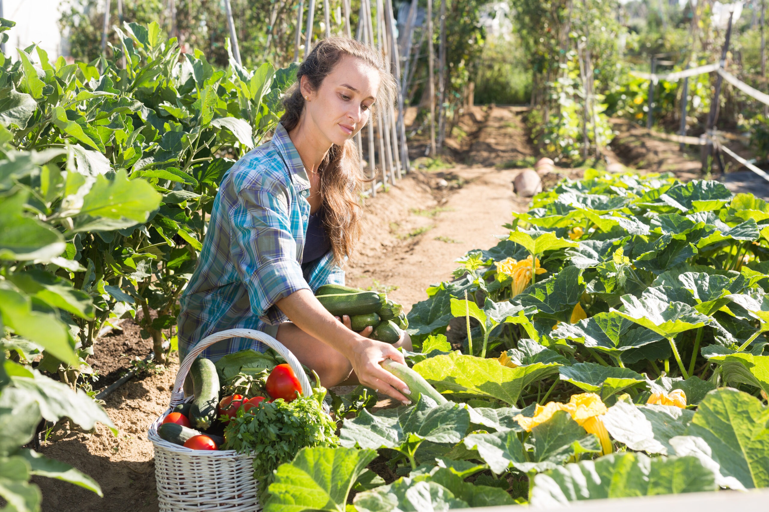Young Woman Working In Garden Harvesting