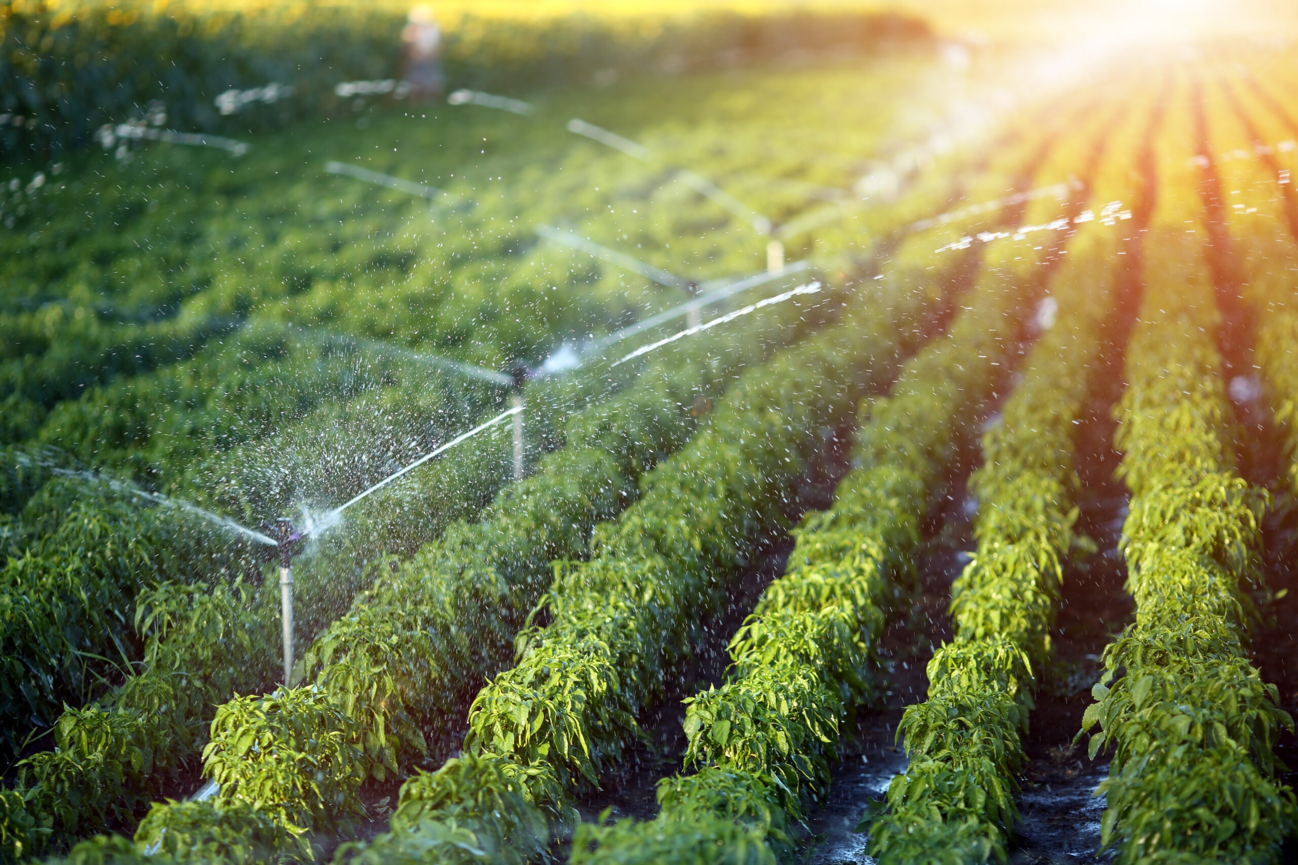 Irrigation system in function watering agricultural plants