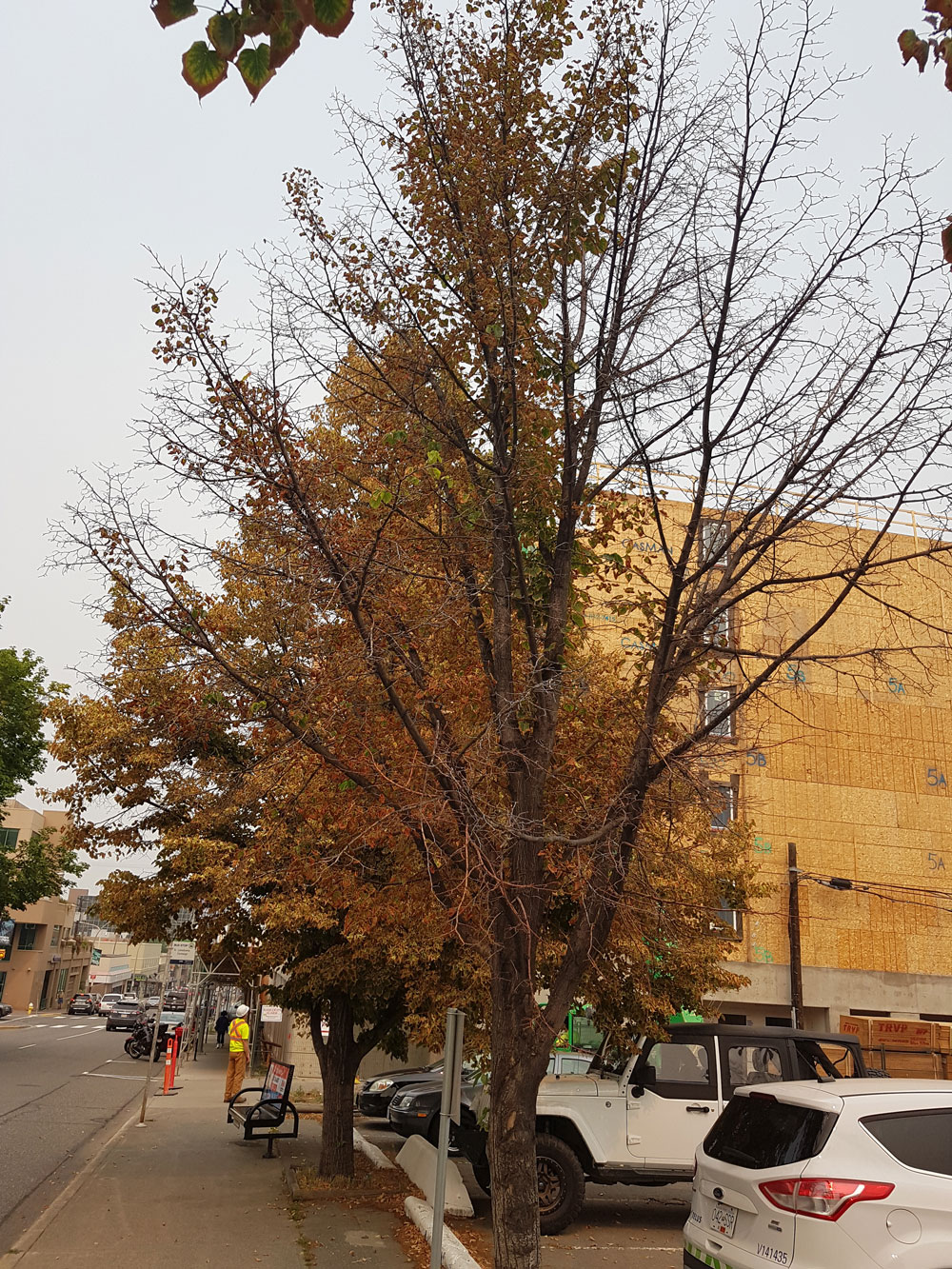 A street view showing two trees in autumn foliage, one mostly bare, alongside a sidewalk with parked cars and a construction site in the background.