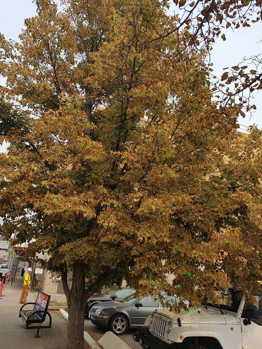 Autumn leaves adorn a large tree beside a parking area, with parked cars and a worker in a reflective vest nearby, highlighting seasonal change.